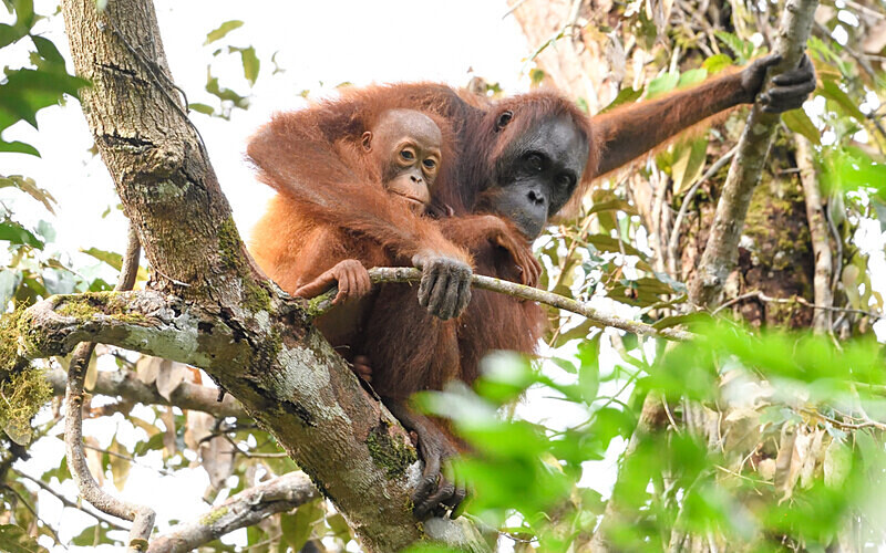 Mother and baby - Sarawak (avril 2024) Borneo Malaisie