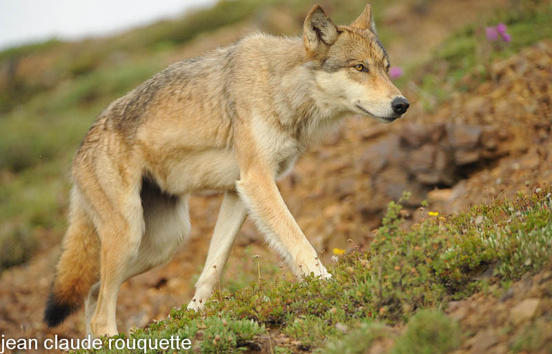 Wolf alone. - Denali national park (Alaska 2010)