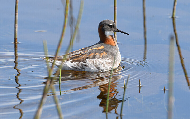 Phalarope à bec mince - Shetlands and Cairngorn national park (Scotland)