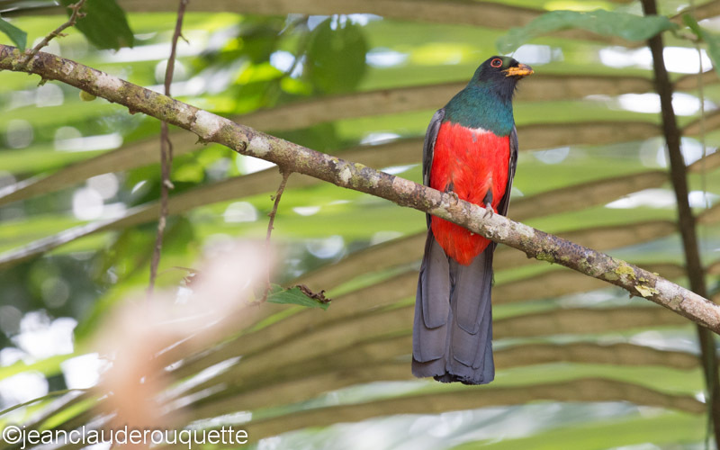 Black-Tailed Trogon - Manu national park (Peru 2015)