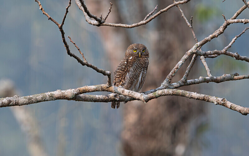Asian Barred Owlet - Latpanchar