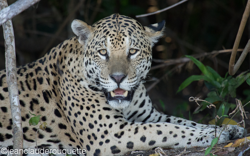 Jaguar - Pantanal Brazil 2015