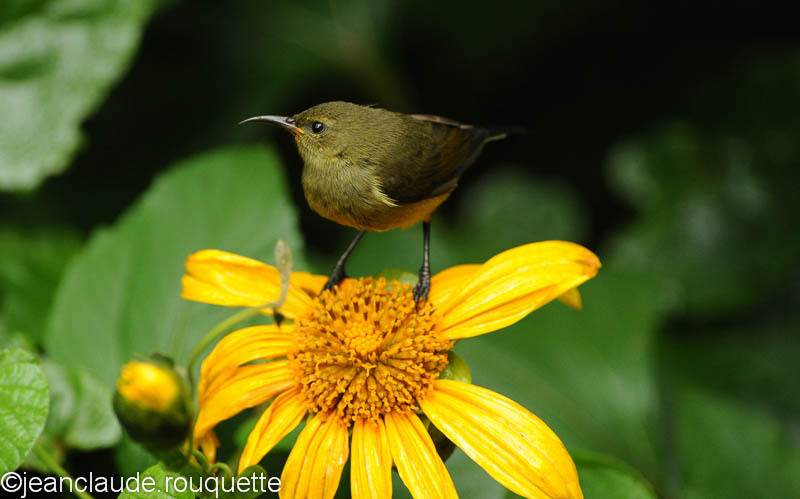Female variable sunbird - Bwindi impenetrable forest Uganda 2012