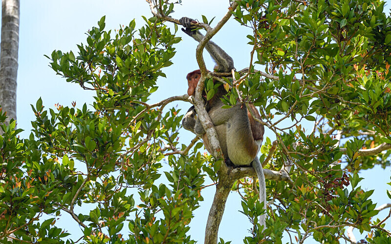 Probiscus monkey male - Sarawak (avril 2024) Borneo Malaisie