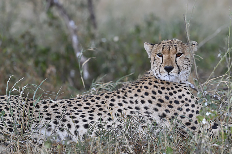  - Serengeti N.P. and N'Gorongoro Tanzania 2018