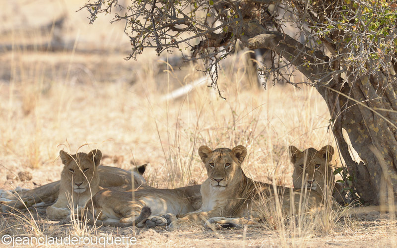 One of the pride of lions inLion camp - South Luangwa N.P. Zambia 2013