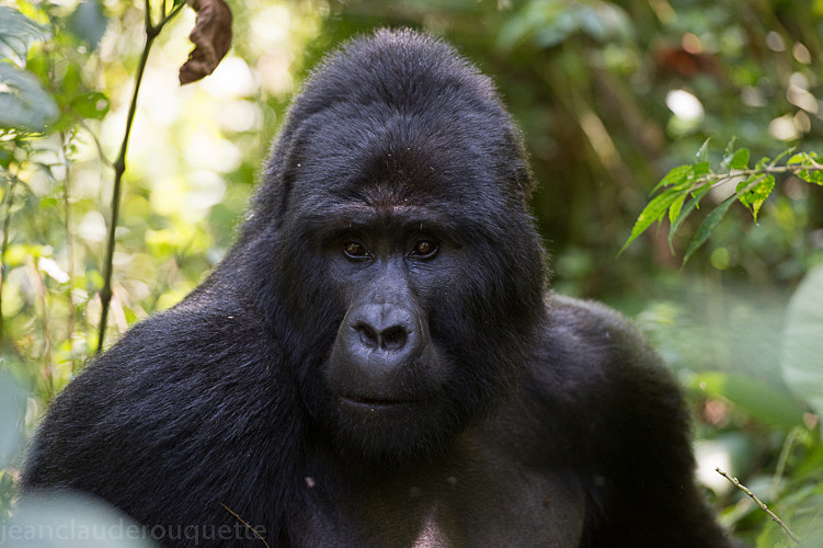  - Uganda 2016