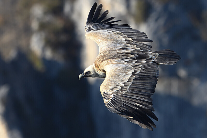  - Vautours du verdon