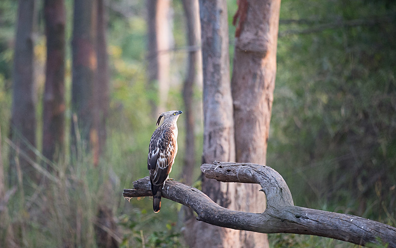 Crested Hawk Eagle - Tadoba national park 2017