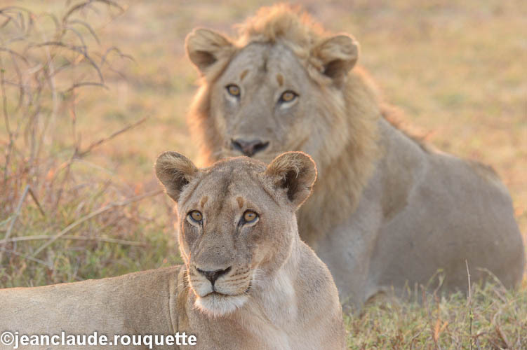 Nice couple - South Luangwa N.P. Zambia 2013