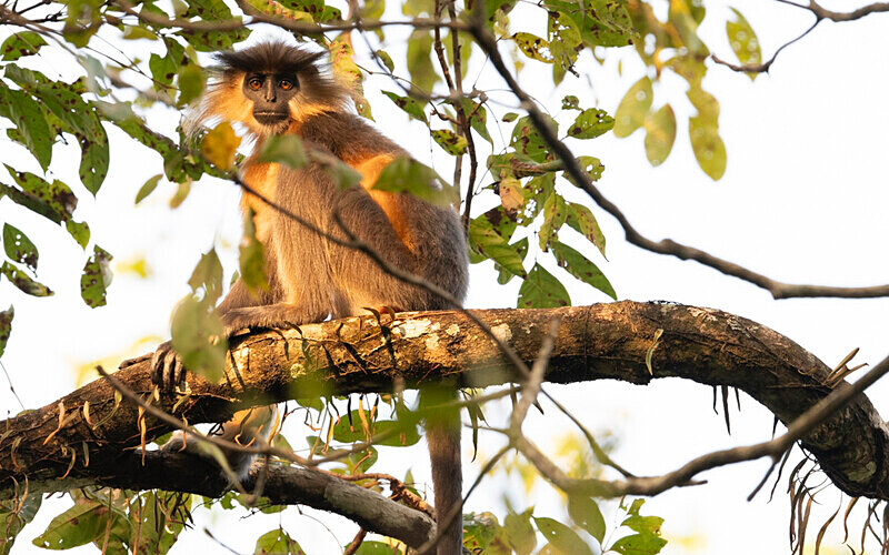 Capped Langur - Manas National Park North East India 2025