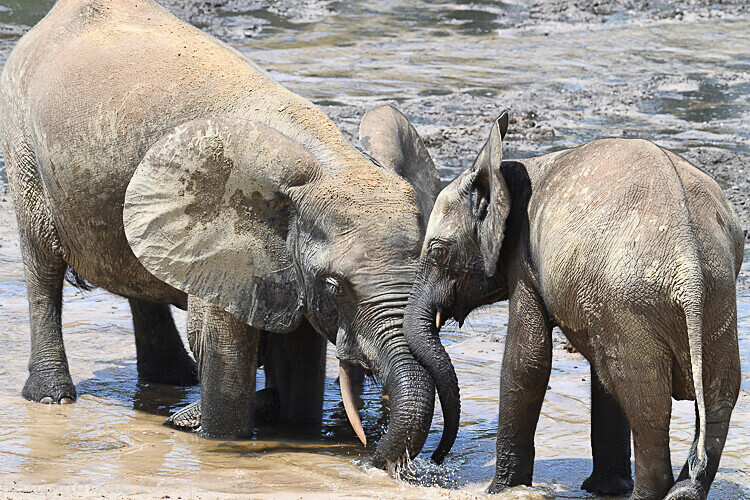  - Dzanga Sangha National Park (République Centrafricaine) 2019