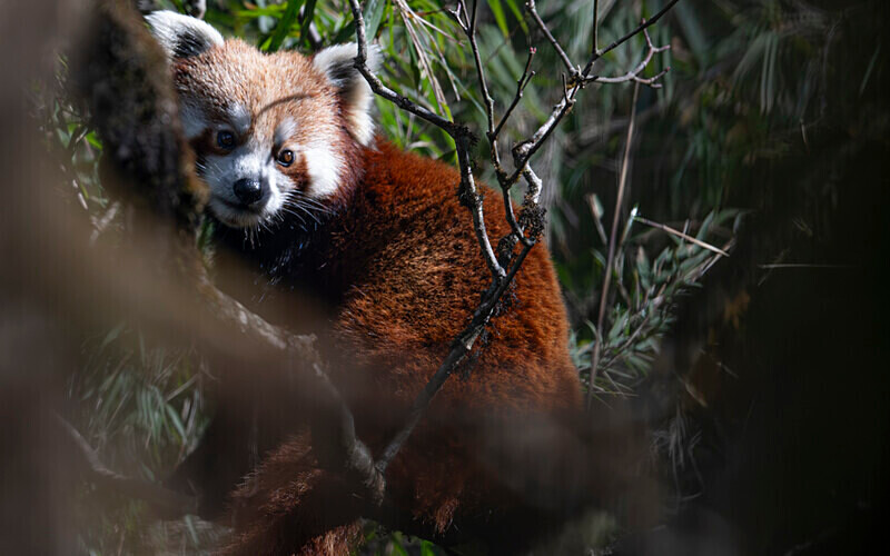 Red Panda - Singalila National Park February 2025 North East India