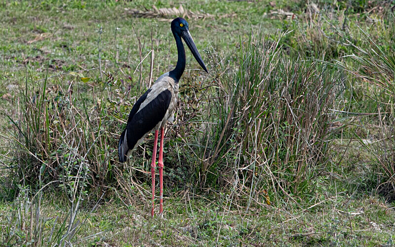 Black-necked Stork - Kaziranga National Park Noth East India 2025
