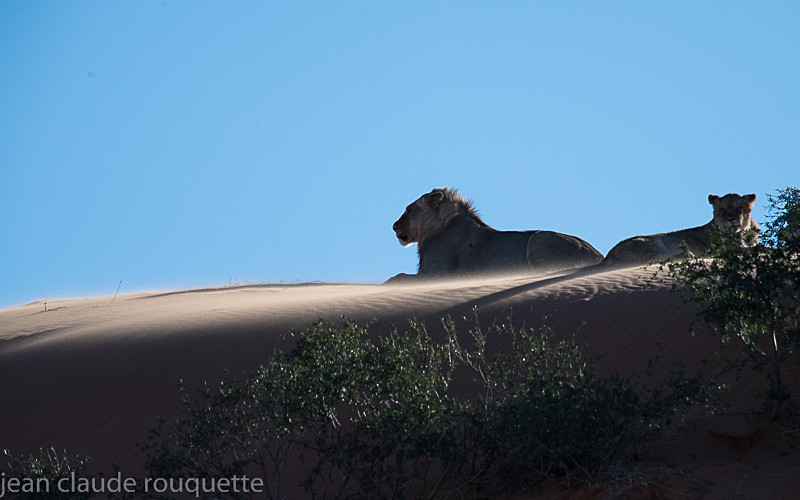  - Kgalagadi transfrontier park (2017)