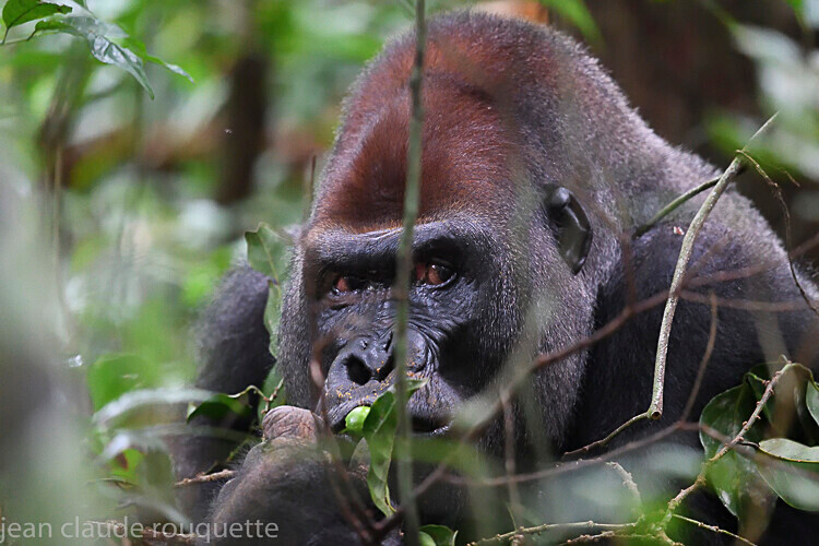  - Dzanga Sangha National Park (République Centrafricaine) 2019
