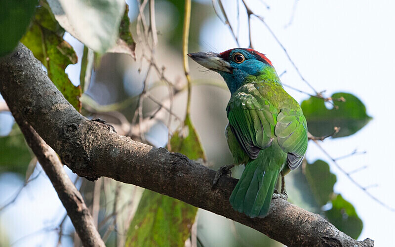 Blue throated Barbet - Manas National Park North East India 2025