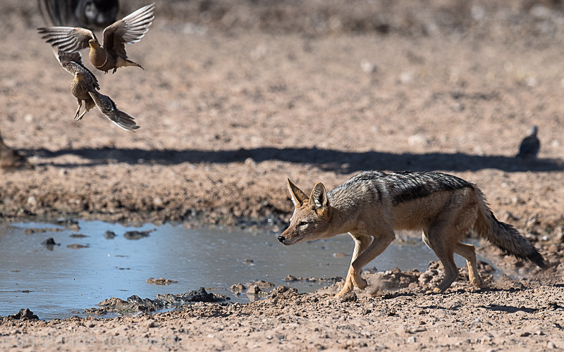  - Kgalagadi transfrontier park (2017)