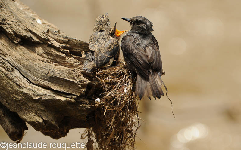 Fly-Catcher on the nest with the chicks. - Queen Elisabeth N.P. Uganda 2012