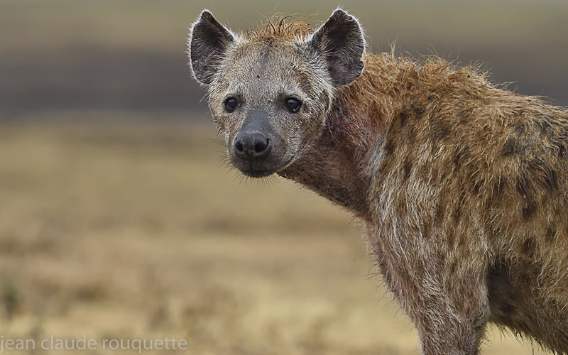  - Serengeti N.P. and N'Gorongoro Tanzania 2018