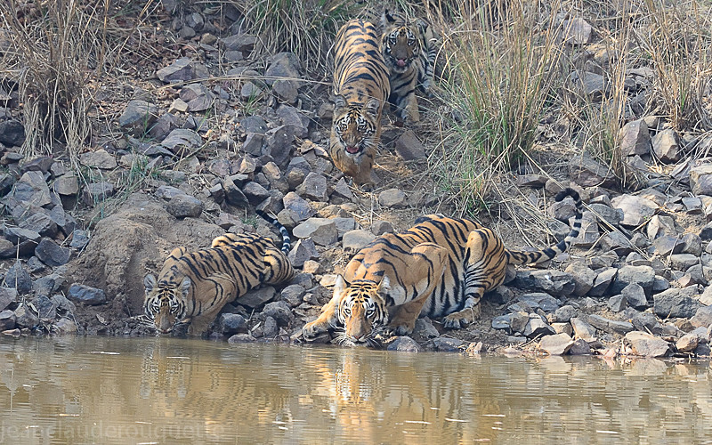 All the family at the same water-hole!!! - Tadoba national park (India 2016)