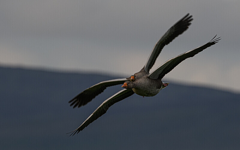 Oies Cendrées - Shetlands and Cairngorn national park (Scotland)