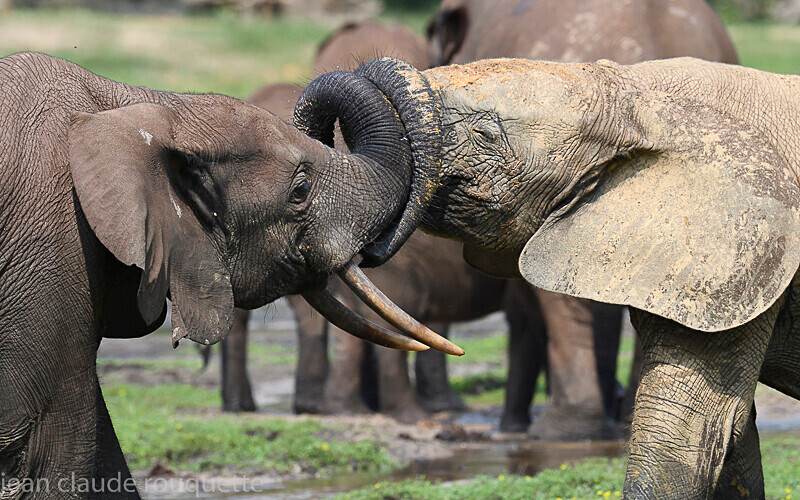  - Dzanga Sangha National Park (République Centrafricaine) 2019