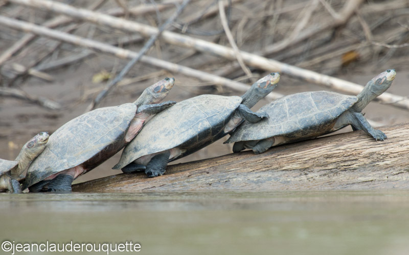  - Manu national park (Peru 2015)