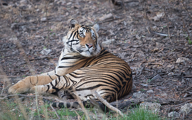 Tiger after mating! - Ranthambhore 2017