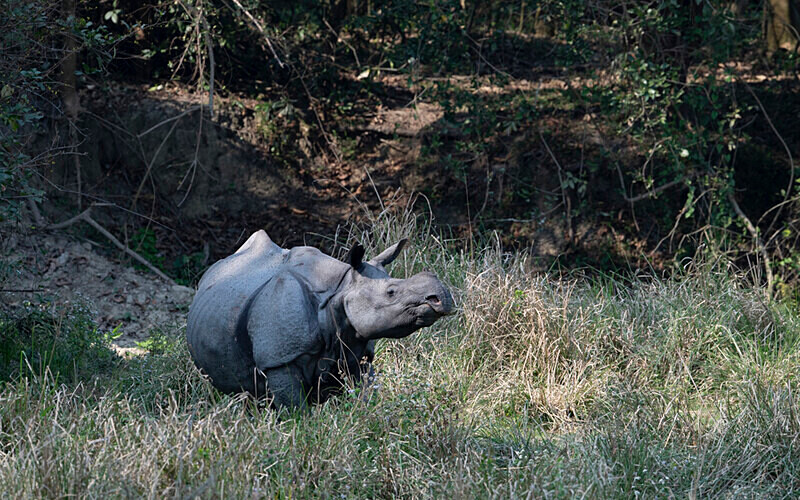 Rhino - Kaziranga National Park Noth East India 2025