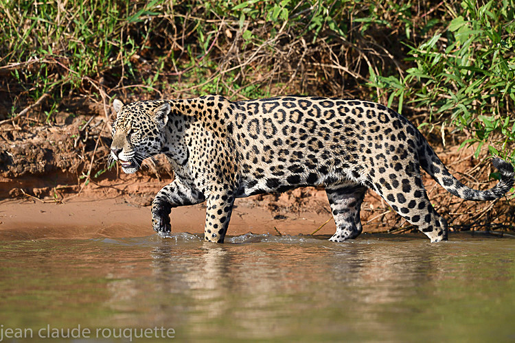  - Pantanal 2018 Porto Jofré