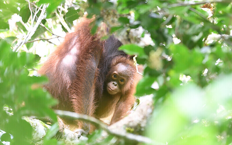 Orang-outans - Sarawak (avril 2024) Borneo Malaisie