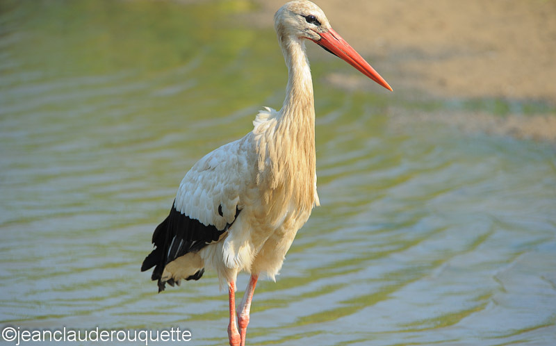 Cigogne blanche - Méditerranée/ Mediterranean