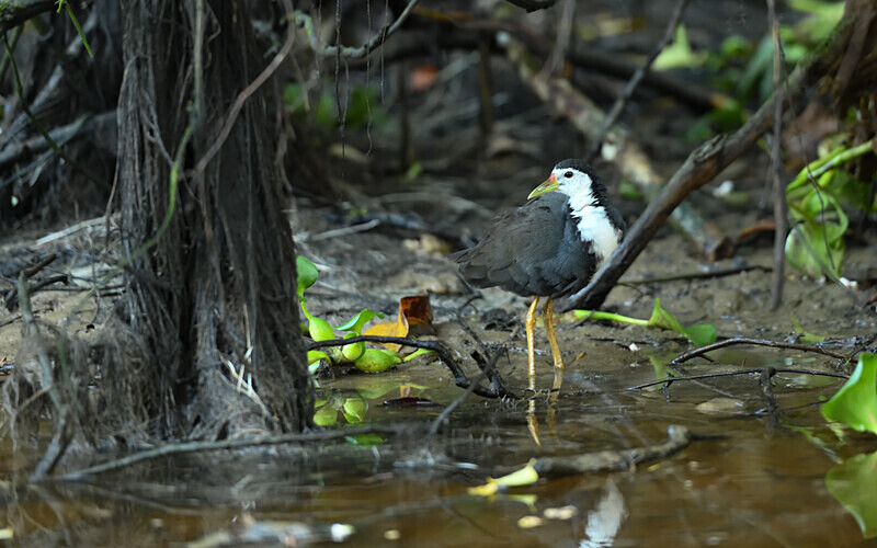White breasted Waterhen - Sabah avril 2024 Borneo Malaisie