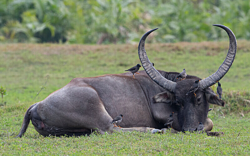 Buffaloe - Kaziranga National Park Noth East India 2025