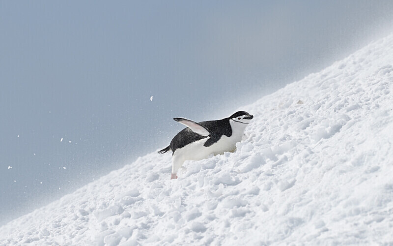  - Ushuaïa Malvinas South Georgia Antartica Peninsula