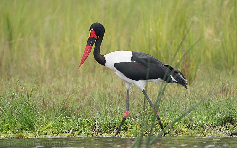 Lake Albert, Murchison. - Uganda 2016