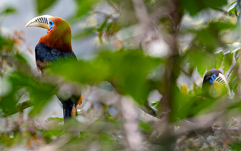 Rufous-necked Hornbill Male - Latpanchar