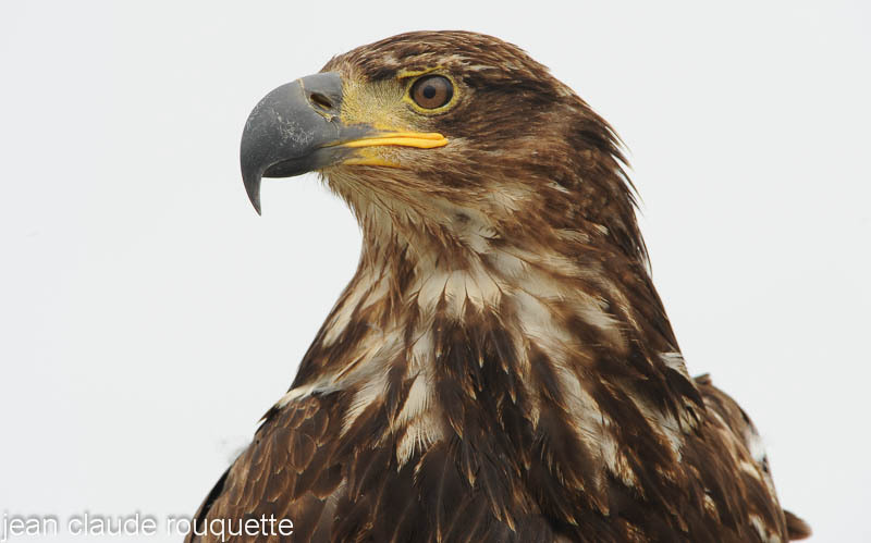 Immature fish eagle. - Glacier bay national park (Alaska 2010)