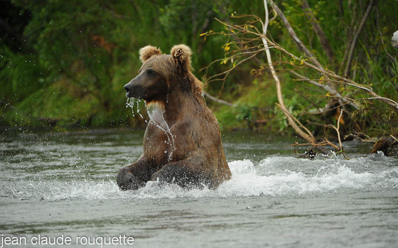 After jumping without salmon - Katmaï National Park ( Alaska 2010)