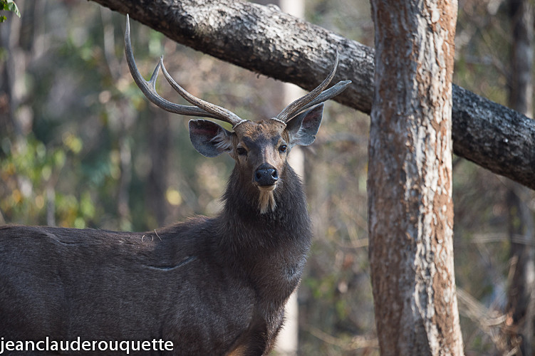 Male Sambar - Pench national park (India 2016)