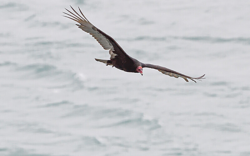 Turkey Vulture - Ushuaïa Malvinas South Georgia Antartica Peninsula