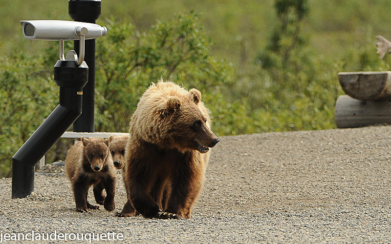 - Denali national park (Alaska 2010)