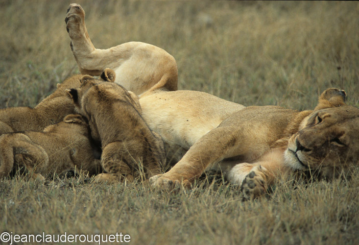 It's time for breakfast - Serengeti N.P. and N'gorongoro Tanzania 1998, 2005 and 2006