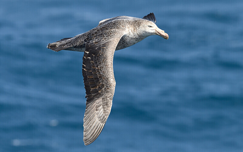 Southern Giant Petrel - Ushuaïa Malvinas South Georgia Antartica Peninsula
