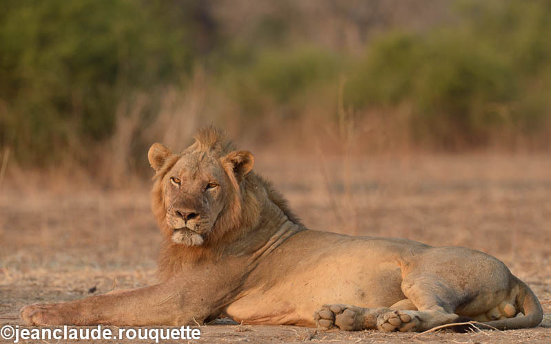  - South Luangwa 2014 (Zambia)