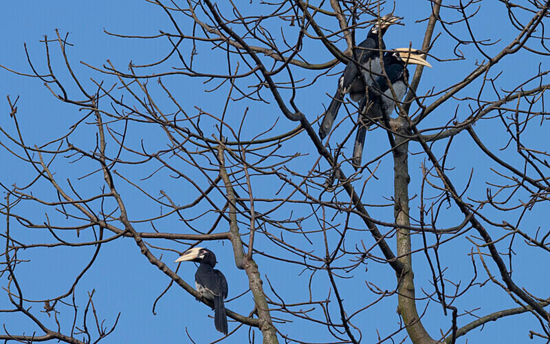 Oriental Pied Hornbill - Kaziranga National Park Noth East India 2025