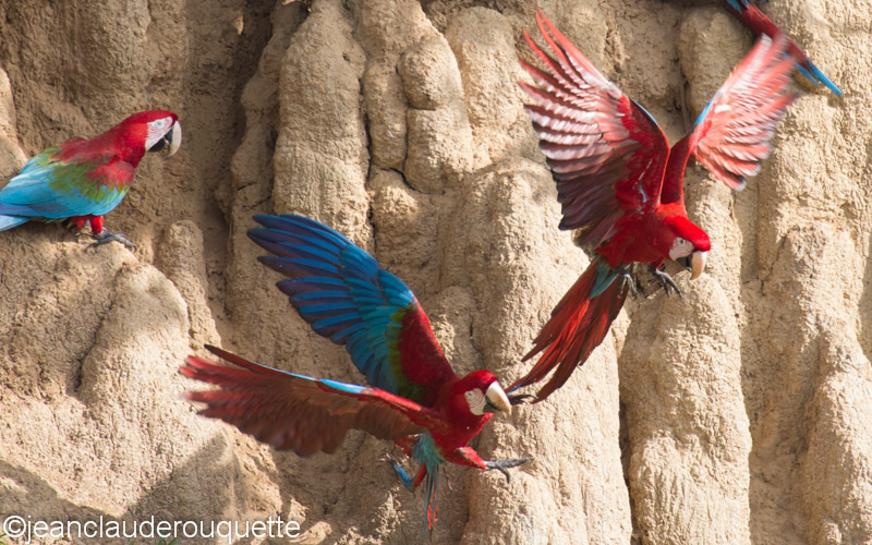 Red and Green Macaws - Manu national park (Peru 2015)