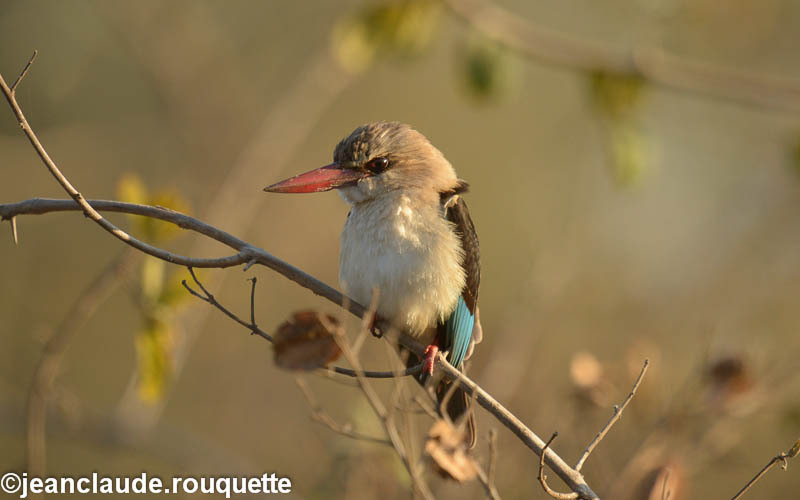Woodland kingfisher - South Luangwa N.P. Zambia 2013
