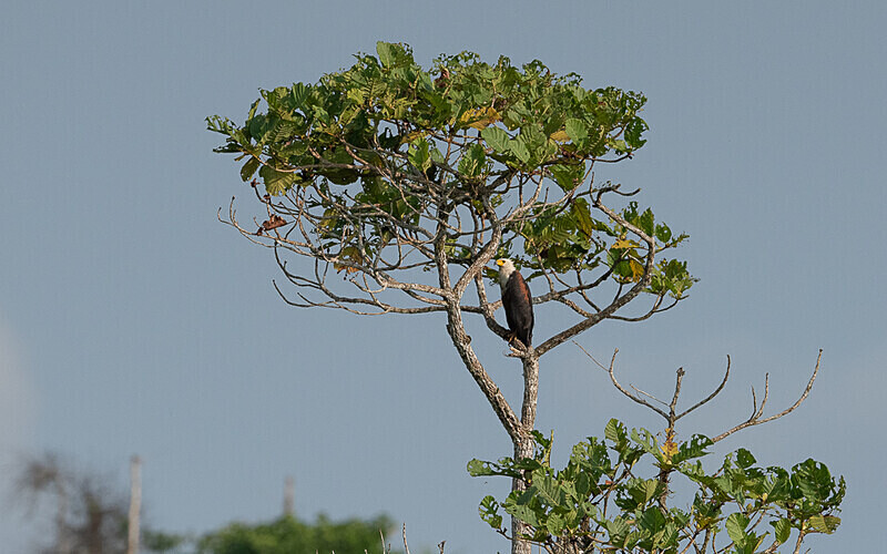Fish eagle - Loango national park (Gabon 2024)